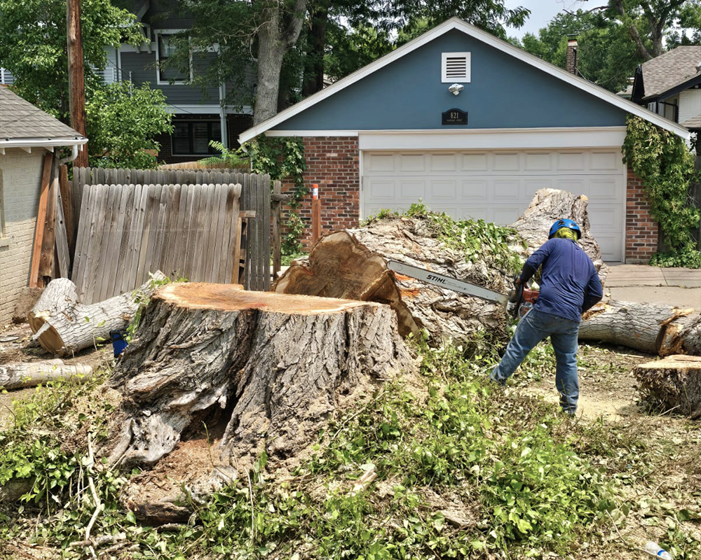 Emargency-tree-removal-denver