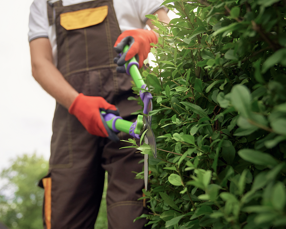 Tree trimming Service in Denver