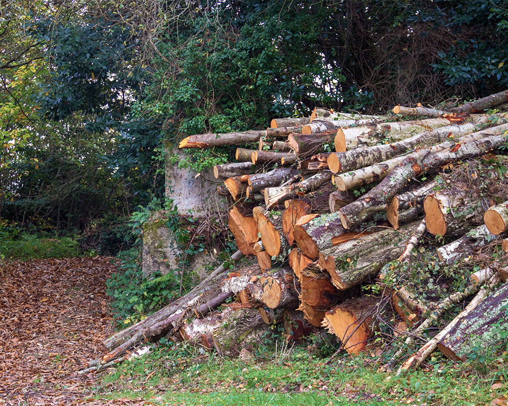 Tree removal service