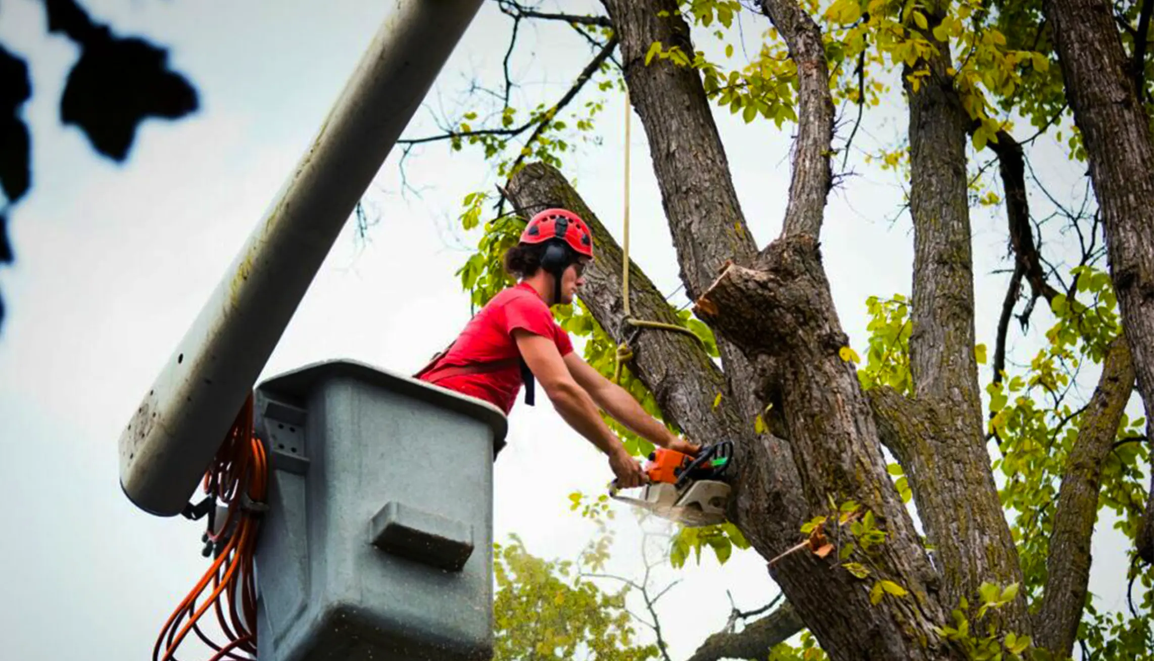 fast tree service denver