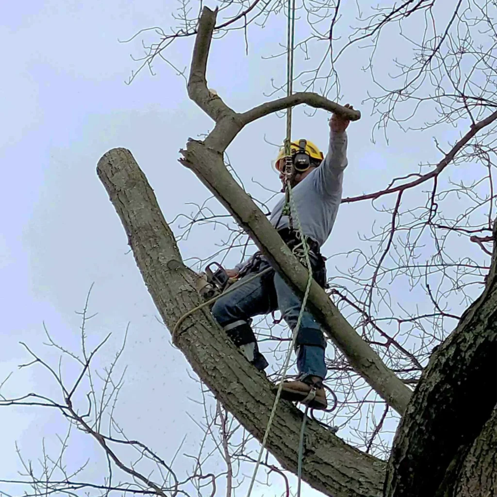 Dead or Dying Trees creative tree removal service 1