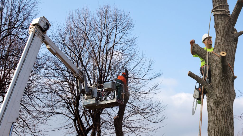 Tree Removal Service Company Near You