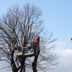 Denver’s Top Tree…