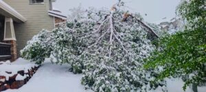 Winter Tree Removal.