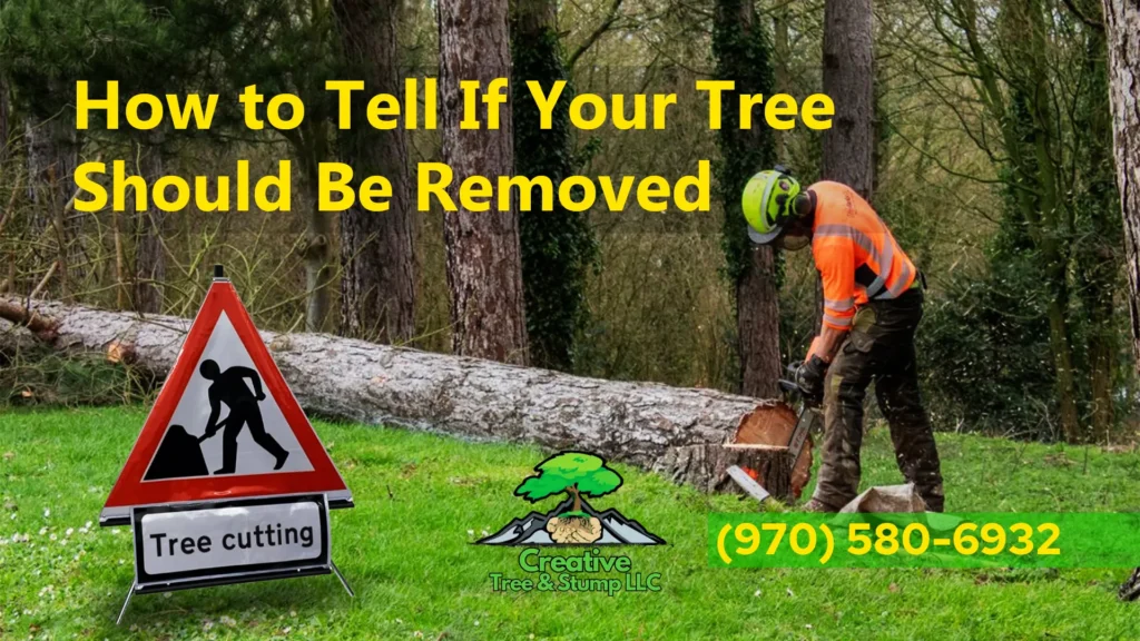 Tree Removal 