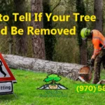 Tree Removal Signs:…