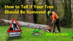 Tree Removal