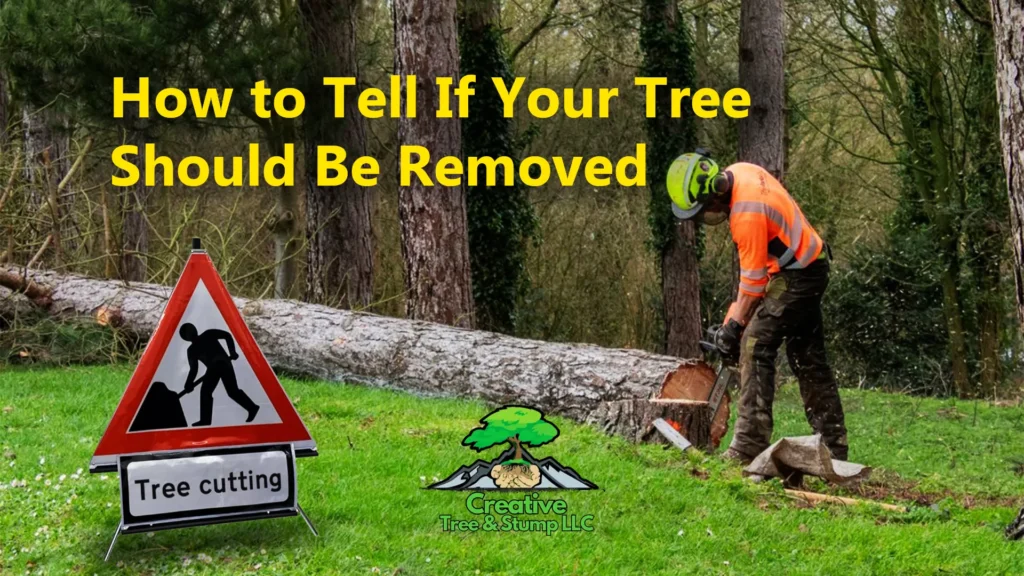 tree removal