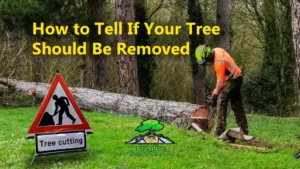 Tree Removal Signs How to Tell If Your Tree Should Be Removed creative tree stump removal denver