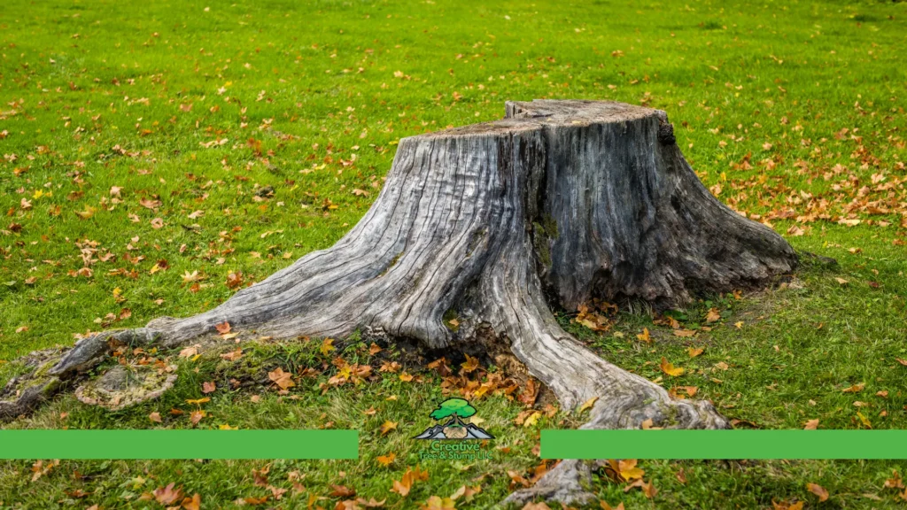 Why Is Stump Grinding Important Benefits of Removing Tree Stumps creative tree and stump llc denver