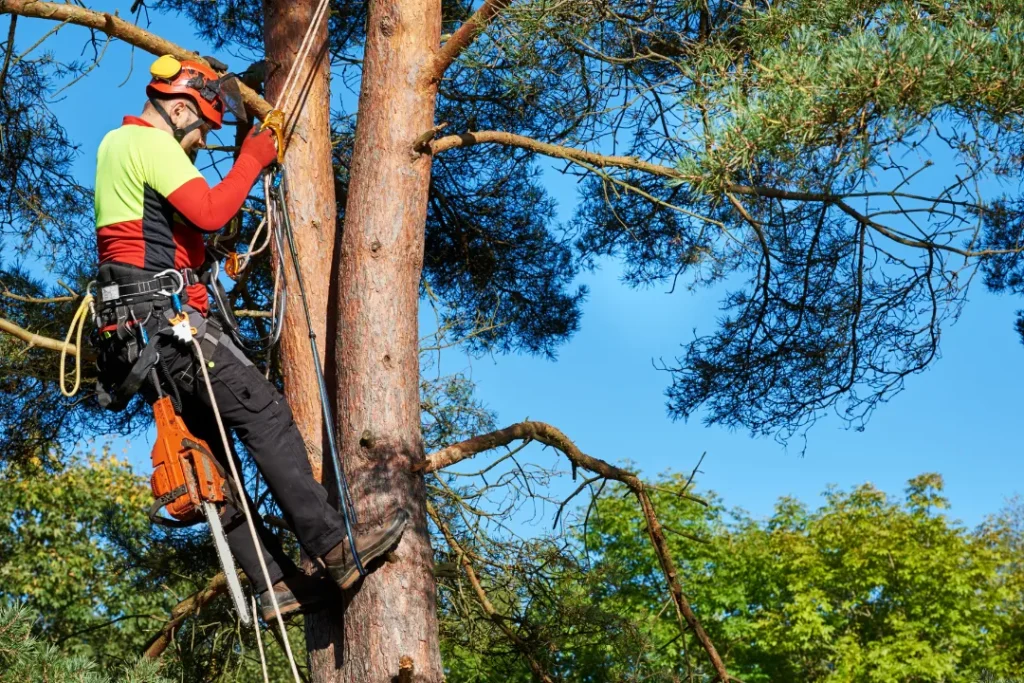 Affordable Commercial Tree Services in Brighton, Colorado: Get The Real Expert Service 1 Affordable Commercial Tree Services in Brighton Colorado