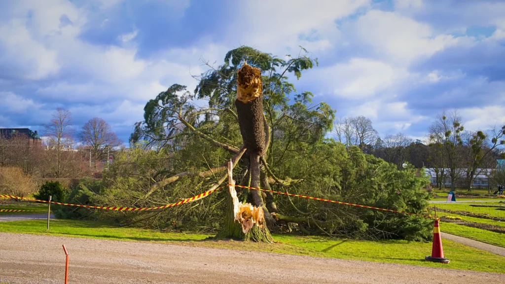 Expert Commercial Tree Services in Brighton, Denver, Colorado: Get The Real Expert Service 1 Commercial Tree Services in Brighton