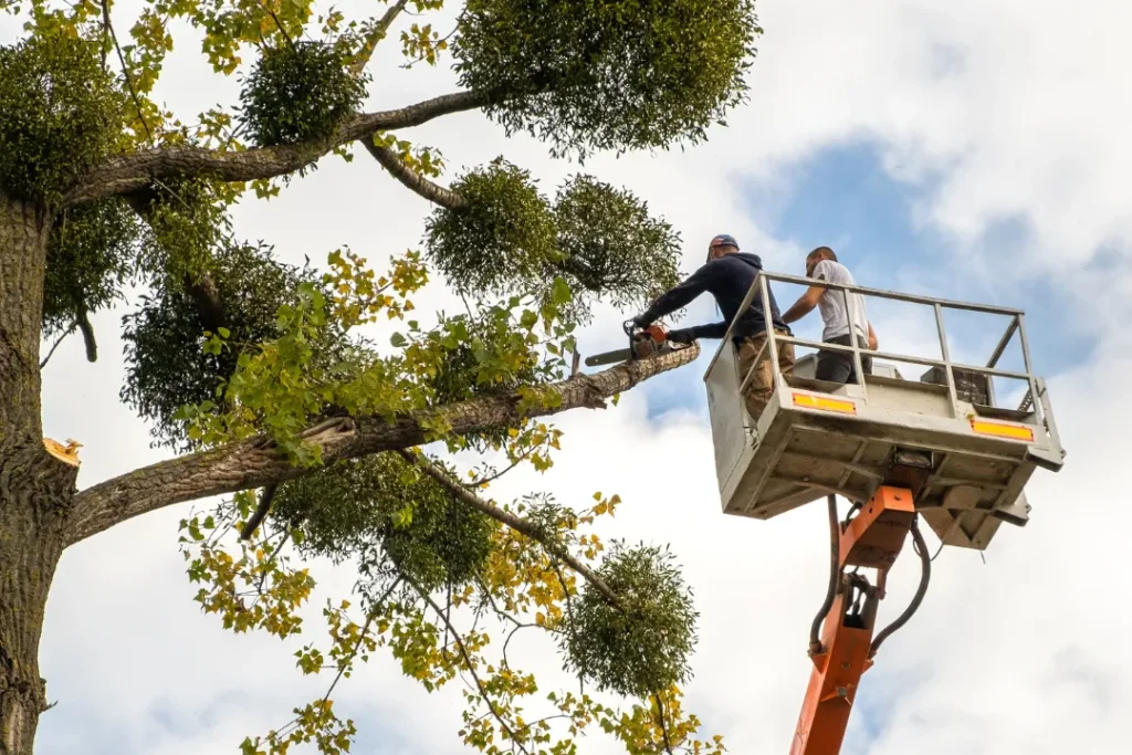 Refining Nature with Care: Professional Tree Trimming & Pruning Services in Colorado 1 Refining Nature with Care Professional