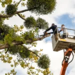 Refining Nature with…