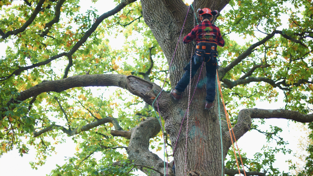 The Importance of Regular Tree Maintenance for Colorado Homeowners 1 Importance of Regular Tree Maintenance