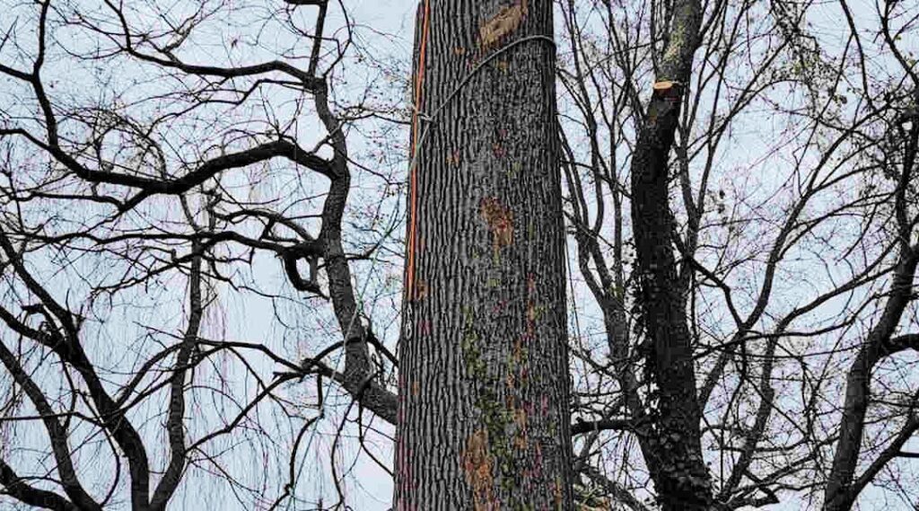 How to Tell if a Tree is Dead or Dormant 1 How to Tell if a Tree is Dead or Dormant
