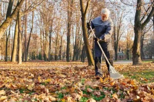 Spring Cleanup Guide Why Tree Removal Matters in Denver Changing Weather