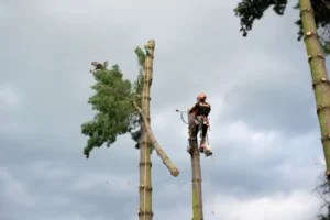 Tree Removal in Denver What Homeowners