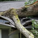 Why Timely Tree…
