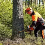 Denver Tree Troubles?…