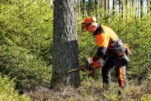 Denver Tree Troubles? 5 Signs It's Time