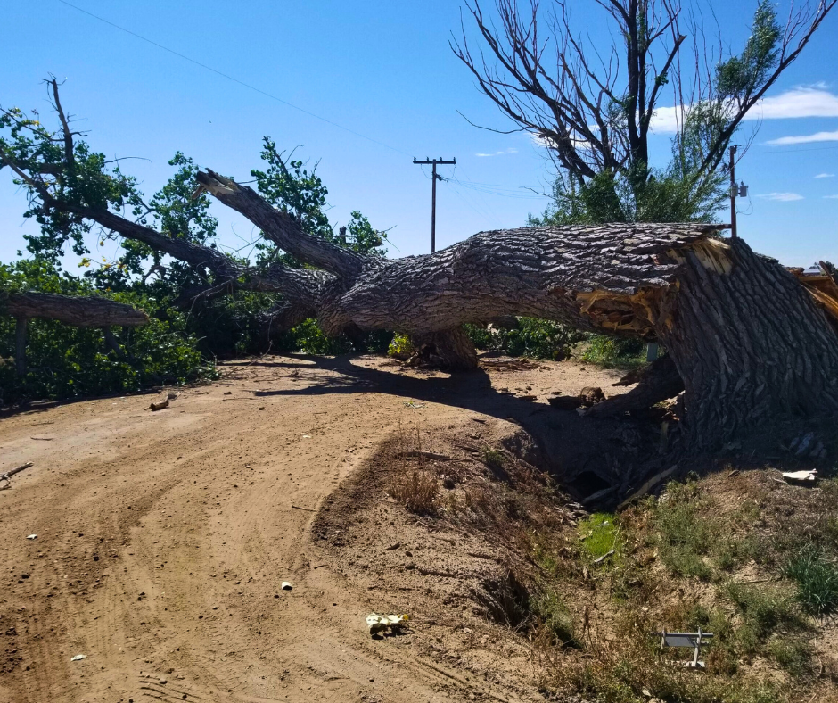 Tree Removal Denver