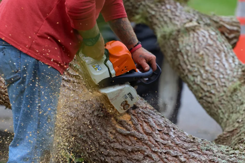 How to Prepare Your Trees for a Safe and Healthy Summer in Colorado 1 How to Prepare Your Trees for a Safe and Healthy Summer