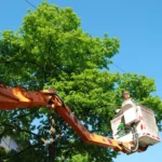 Expert Tree Removal…