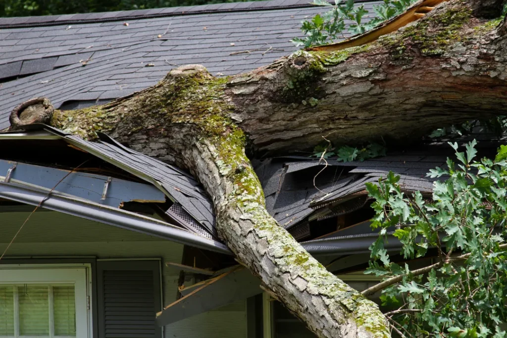 Top 7 Signs You Need Immediate Tree Removal Service at Your Property 1 Top 7 Signs You Need Immediate Tree Removal Service at Your Property