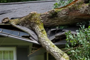 Top 7 Signs You Need Immediate Tree