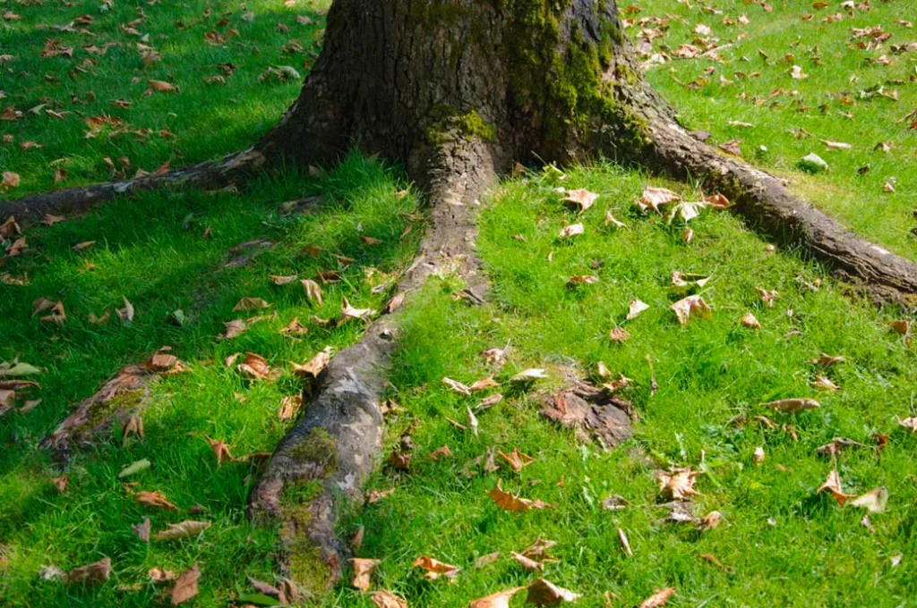 Tree Roots Causing Damage? How Tree Removal Can Protect Your Property 1 Tree Roots Causing Damage? How Tree