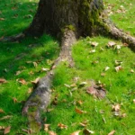 Tree Roots Causing…
