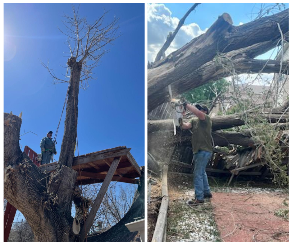 Tree Removal Denver