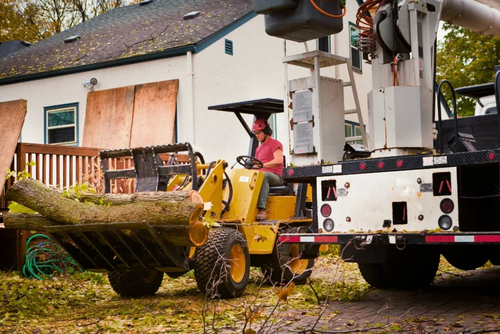 Understanding the Tree Removal Process in Colorado What Every Homeowner Should Know 1 Tree Removal Process