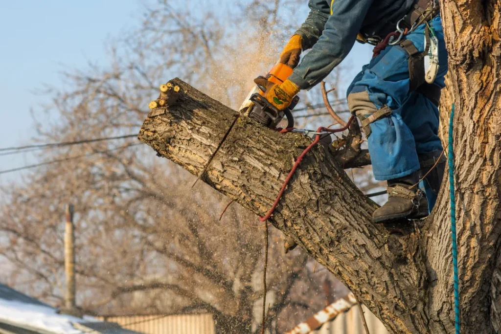 Tree Removal in Dacono
