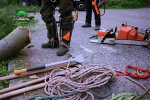 Why Hiring a Certified Arborist for Tree Removal Is Crucial