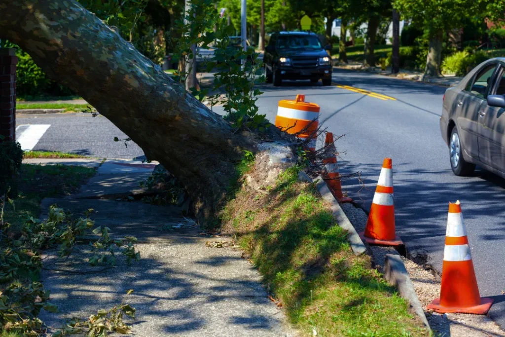 Why Tree Health Matters Signs Your Tree Needs Help & What to Do About It 1 Why Tree Health Matters Signs Your Tree Needs Help What to Do About It