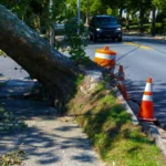 Why Tree Health…