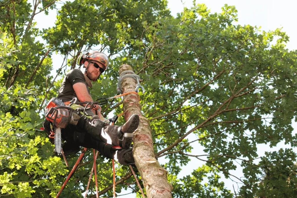 Tree Removal in Denver Why Professional Services Matter 1 Tree Removal in Denver Why Professional