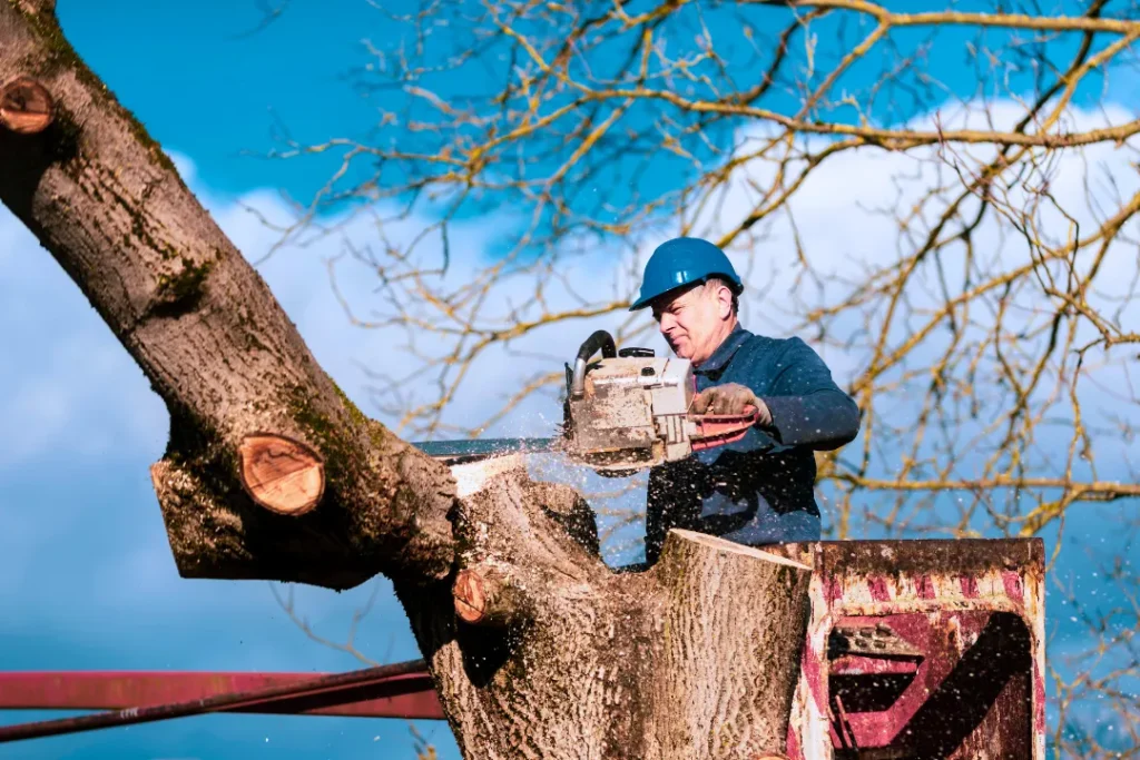 Tree Removal vs. Trimming Which Service Fits Your Colorado Yard Best? 1 Tree Removal vs Trimming in denver colorado