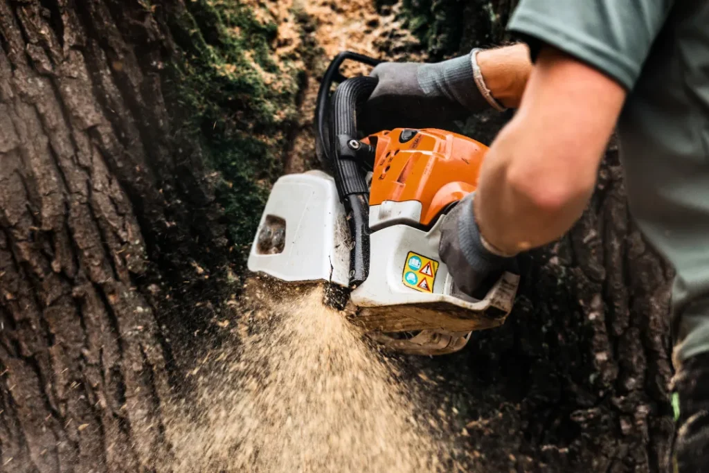 Affordable Tree Removal Denver Cost Guide for Homeowners in 2025
