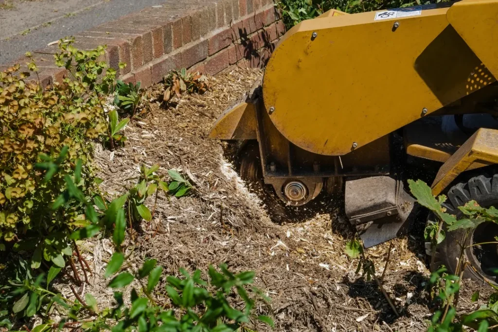 Stump Grinding and Tree Removal Denver Complete Property Cleanup 1 Stump Grinding and Tree Removal Denver Complete Property Cleanup 2