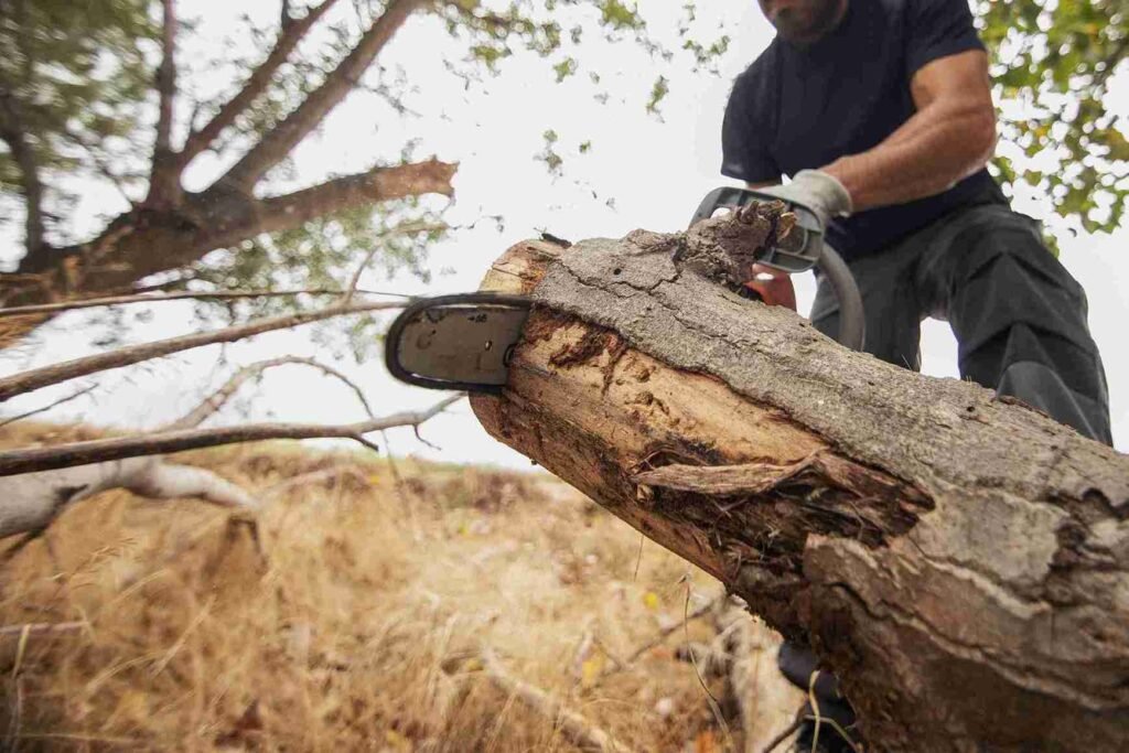 Dacono 1 Tree Removal Dacono