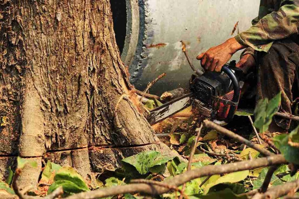Hudson 1 Tree Removal Service Hudson