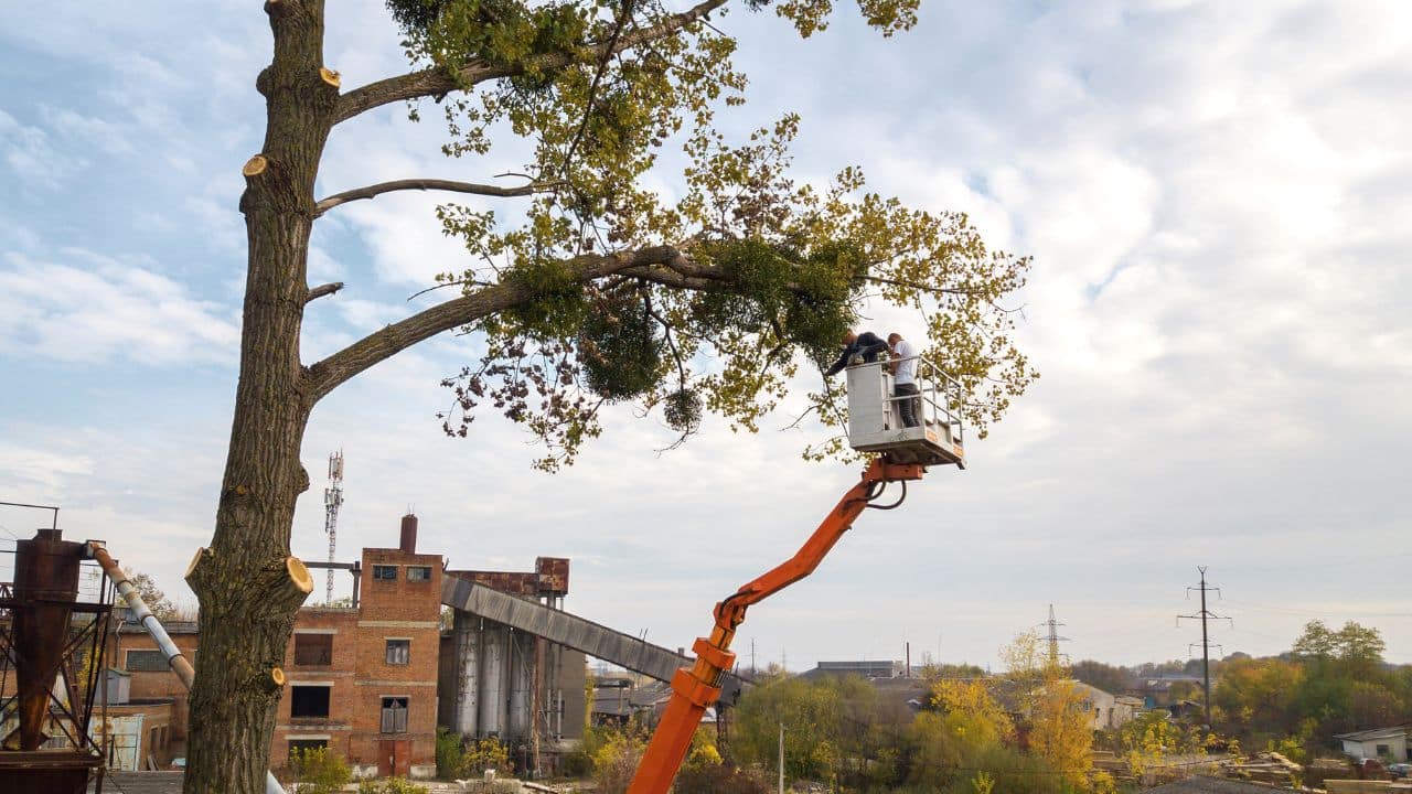 Crane-assisted tree removal near a Brighton, CO home
