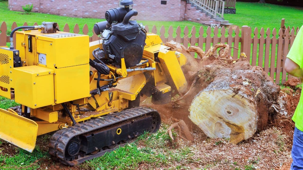 Heavy-duty stump removal services in Colorado by Creative Tree and Stump, using a large tracked grinder to eliminate a massive tree stump and roots near a home.
