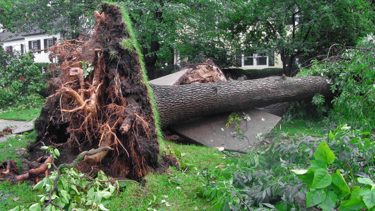 Uprooted tree emergency after a storm in Colorado