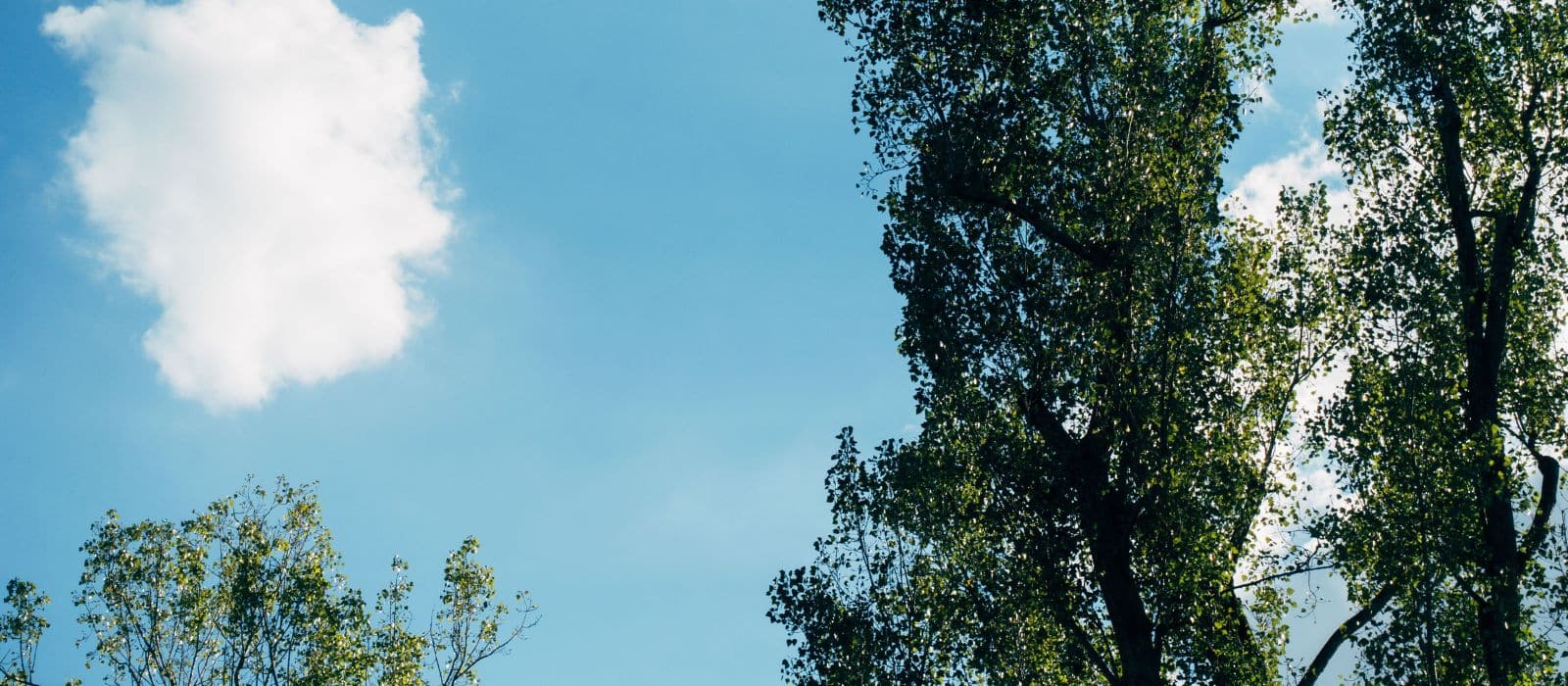 Crown raising Front Range CO clearance pruning June 2026