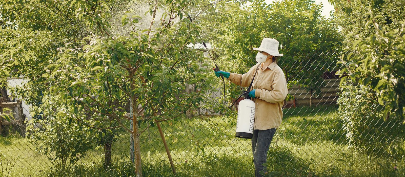 Dormant oil application Front Range CO tree spray June 2026