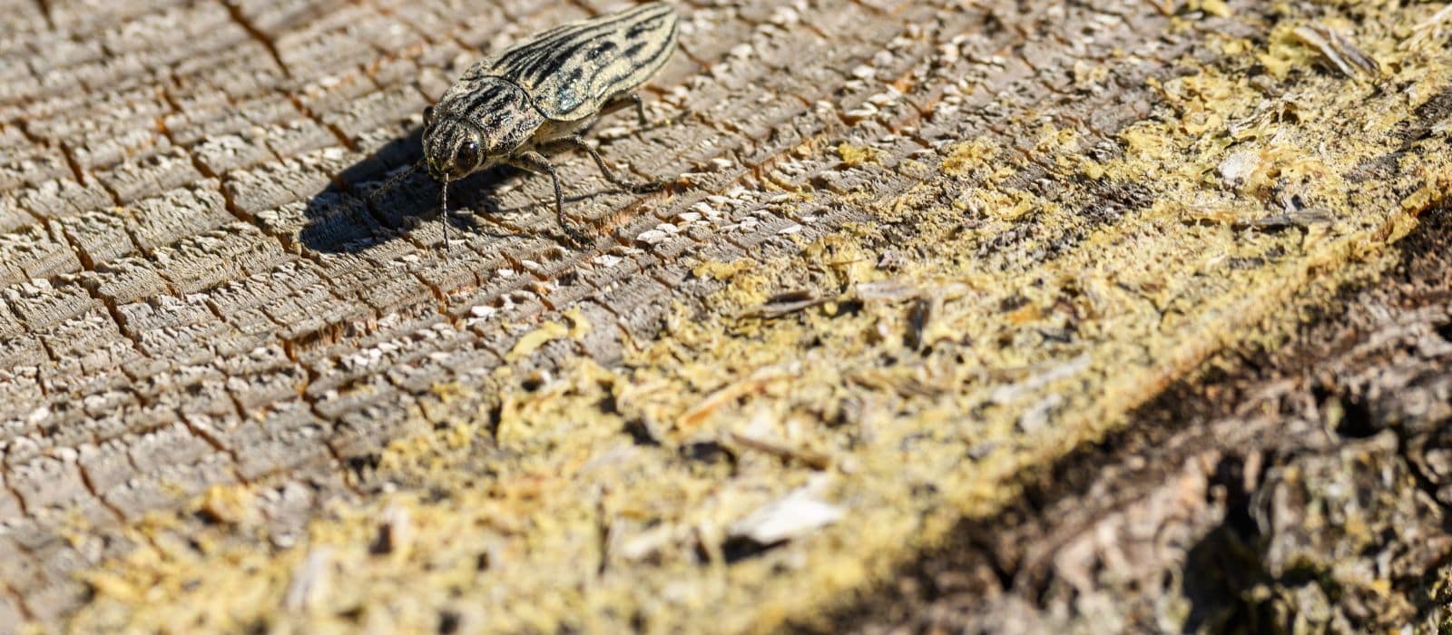 Emerald ash borer treatment Front Range CO ash trunk injection June 2026